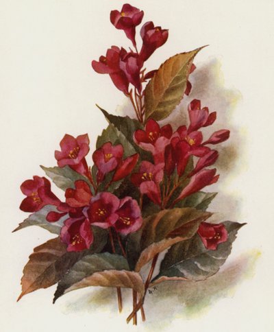 Weigela v Eva Rathke - Unbekannt Unbekannt